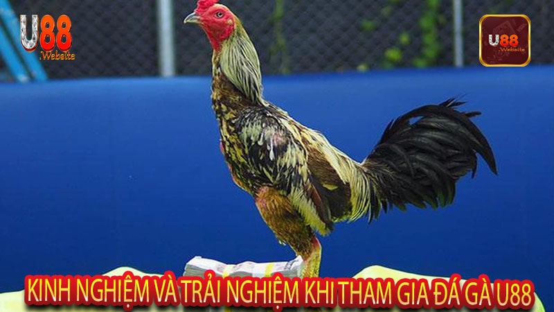 Kinh nghiệm và trải nghiệm khi tham gia đá gà U88