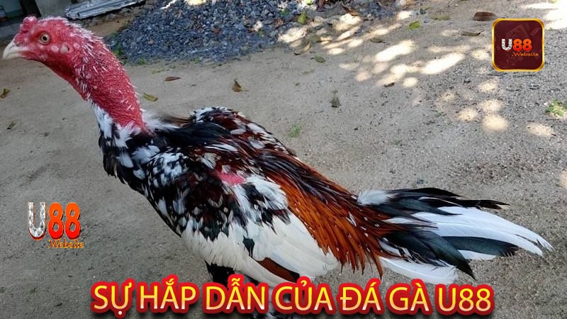 Sự hắp dẫn của đá gà U88